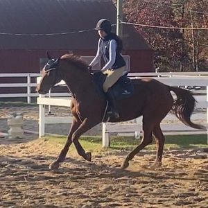 EQUESTRIAN IN SEARCH OF- DO NOT PURCHASE